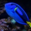 Bodlok pestry - Paracanthurus hepatus - Palette Surgeonfish o7548